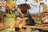 BERGER ALLEMAND 592